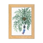 �u12������BONSAI�`�}���[�E�J�g���[�k�R���N�V�����`�v7�� ���̂� �N���X�X�e�b�`�L�b�g �h���イ �Ǌ|���E�X�^���h���p�ł����p�t���[���t �I�����p�X 7618