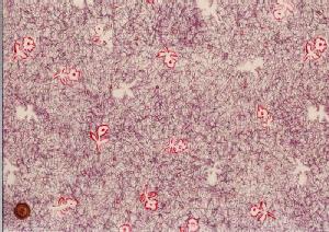 LIBERTYoeBvgE~l[g(rj[R[eBOn)Unforgettable Moment(AtH[Qb^u[g)MATLAMI3630276-10A